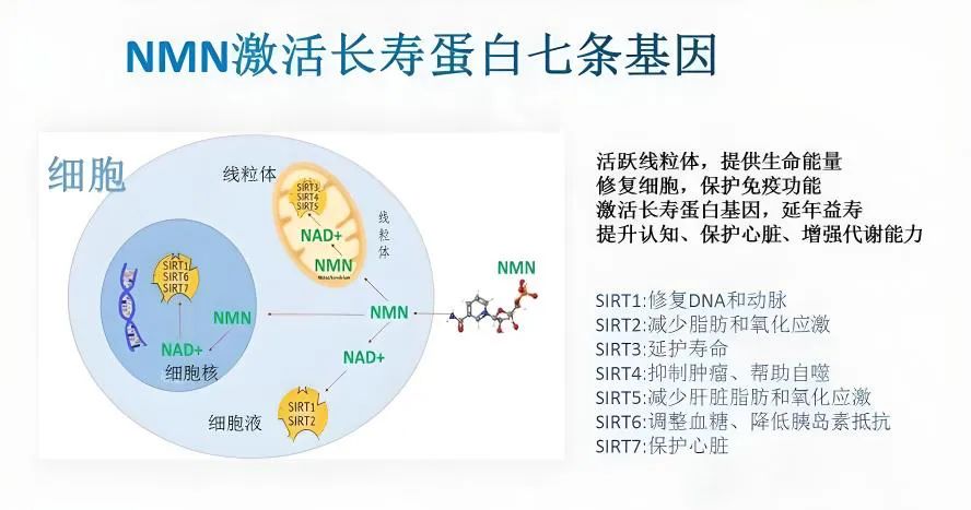 NAD+是什么？它真的能“逆转”衰老吗？